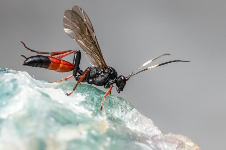Dlaczego insekty wlatują do naszych mieszkań?