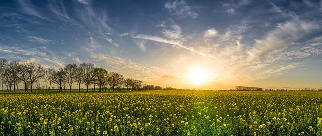 Czy najlepiej opryskiwać ostrożnia polnego?